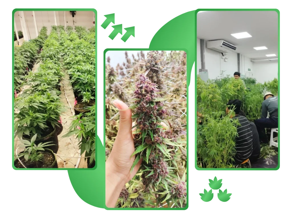 Lamai Store Cannabis Farm ฟาร์มกัญชา