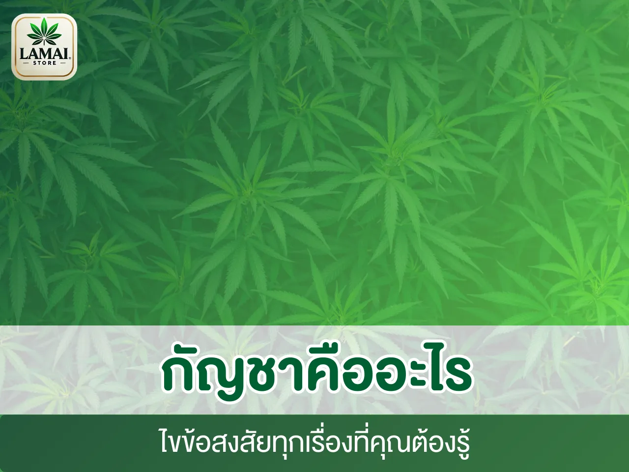 กัญชาคืออะไร